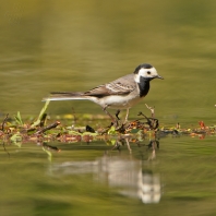 konipas bílý - Motacilla alba