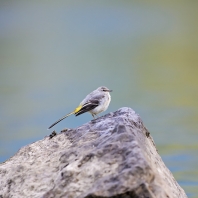 konipas horský - Motacilla cinerea