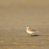 konipas jihoafrický - Motacilla capensis