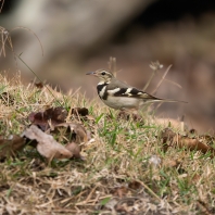 konipas lesní - Dendronanthus indicus