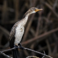 kormorán dlouhoocasý - Microcarbo africanus