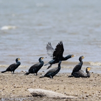 kormorán indomalajský - Phalacrocorax...