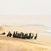 kormorán jihoafrický - Phalacrocorax...