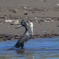 kormorán subtropický - Phalacrocorax...