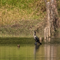 kormorán subtropický - Phalacrocorax...