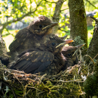kos černý - Turdus merula