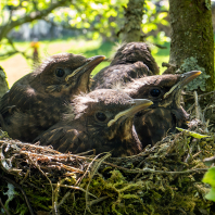 kos černý - Turdus merula