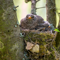 kos černý - Turdus merula