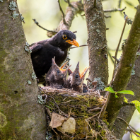 kos černý - Turdus merula