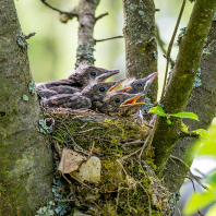 kos černý - Turdus merula
