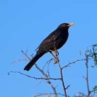 kos černý - Turdus merula