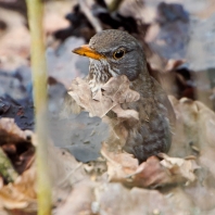 kos černý - Turdus merula