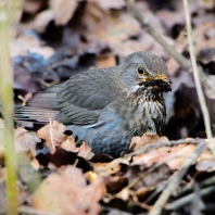 kos černý - Turdus merula