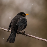 kos černý - Turdus merula