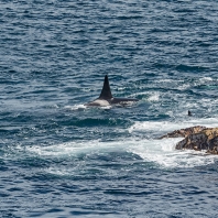 kosatka dravá - Orcinus orca