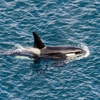 kosatka dravá - Orcinus orca