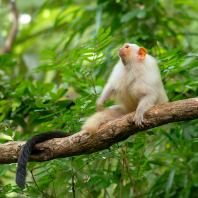 kosman stříbřitý - Mico argentatus