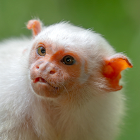 kosman stříbřitý - Mico argentatus