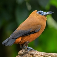 kotinga tříbarvá - Perissocephalus tricolor