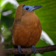 kotinga tříbarvá - Perissocephalus...