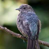 kotinga třpytivá - Cotinga cayana