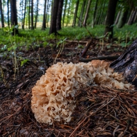 kotrč kadeřavý - Sparassis crispa