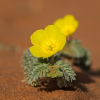 kacibovité - Zygophyllaceae