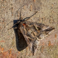 kovolesklec gama - Autographa gamma