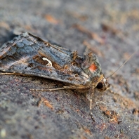 kovolesklec gama - Autographa gamma