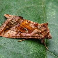 kovolesklec hluchavkový - Autographa jota