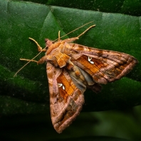 kovolesklec hluchavkový - Autographa jota