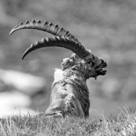 kozorožec horský - Capra ibex