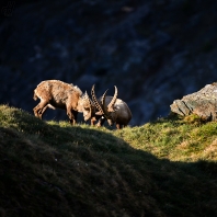 kozorožec horský - Capra ibex