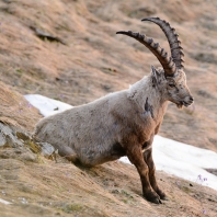 kozorožec horský - Capra ibex