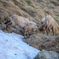 kozorožec horský - Capra ibex