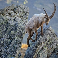 kozorožec horský - Capra ibex