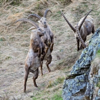kozorožec horský - Capra ibex