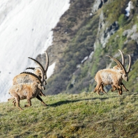 kozorožec horský - Capra ibex