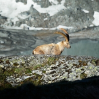 kozorožec horský - Capra ibex