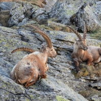 kozorožec horský - Capra ibex
