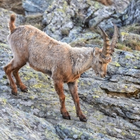 kozorožec horský - Capra ibex