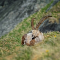 kozorožec horský - Capra ibex