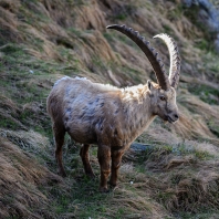 kozorožec horský - Capra ibex
