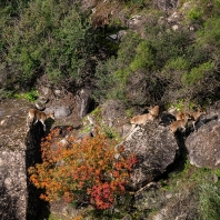 kozorožec iberský - Capra pyrenaica