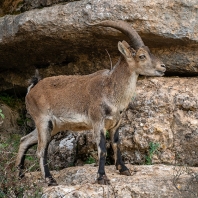 kozorožec iberský - Capra pyrenaica