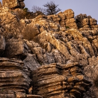 kozorožec iberský - Capra pyrenaica