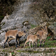 kozorožec iberský - Capra pyrenaica