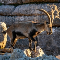 kozorožec iberský - Capra pyrenaica