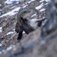 kozorožec sibiřský - Capra sibirica