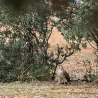 krahujec obecný - Accipiter nisus